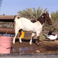 نری پاکستانی.نربز پاکستانی.بز نر|حیوانات مزرعه|جیرفت, |دیوار