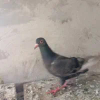 ماده نامور|پرنده|همدان, |دیوار