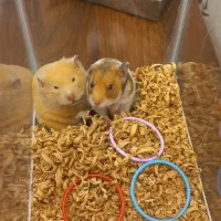 همستر کمپل دستی