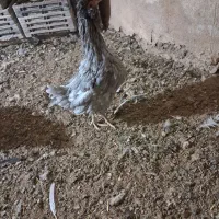 مرغ و خروس گلین