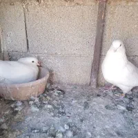 کبوتر پرشی و خوش سو
