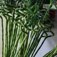 سالم و بادوام درمان