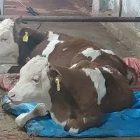 گوساله سیمینتال اصیل در دامداری صنعتی