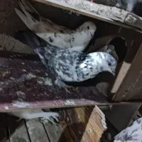 کفتر
