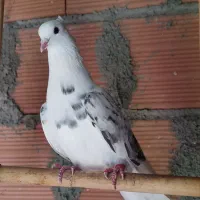 فروش کبوتر|پرنده|ساری, |دیوار