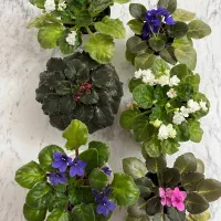 گل های آپارتمانی|گل و گیاه طبیعی|رشت, فلسطین|دیوار