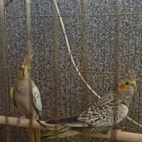 عروس هلندی|پرنده|شیراز, احمدآباد|دیوار