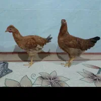 دو عدد مرغ وارک 20روز دیگه تخم میزارن