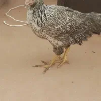 خروس