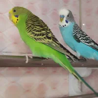 جفت مرغ عشق بامزه و کاملاً دستی + قفس و لوازم کامل