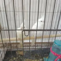 عروس هلندی لوتینیو سالم نروماده