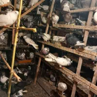 کبوتر پرشی|پرنده|چالوس, |دیوار