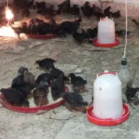 جوجه رسمی