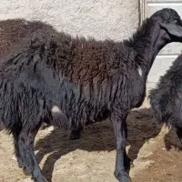 بره قره قزل|حیوانات مزرعه|قره پشتلو, |دیوار