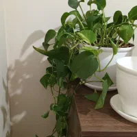 ۵ عدد گلدان نو  جنس پلاستیک سفید براق|گل و گیاه طبیعی|تهران, تهرانسر شرقی|دیوار