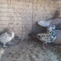 کفتر پرشی|پرنده|یزد, |دیوار