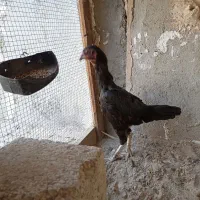 مرغ ذات دار|پرنده|بندرعباس, |دیوار