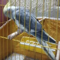 عروس ماده|پرنده|بندر ماهشهر, |دیوار