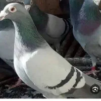 جوجه پلاکی دارید پیام بدید.