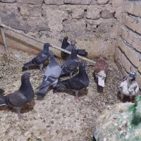 جوجه پلاکی ورنگی
