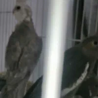 جوجه عروس فقط400