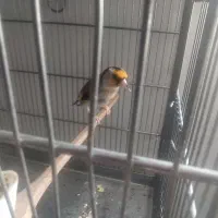 سهره جفتی سهره و قناری تضمینی کت باز صلیبی