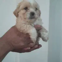 واگذاری توله های آپارتمانی با کیفیت وسالم|سگ|وحیدیه, |دیوار