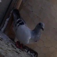دستبندکفتر