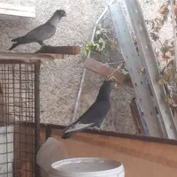 طوقی .سینه سبز .|پرنده|آباده, |دیوار