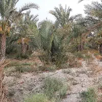 پاجوش ( دیمیت ) نخل کبکاب