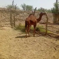 جونگ|حیوانات مزرعه|ایرانشهر, |دیوار