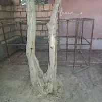قفس پرنده