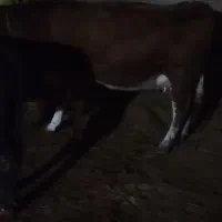 گاو جوان‌شکم‌اول‌درجه‌یک‌15‌کیلو‌شیر‌گوساله‌ماده