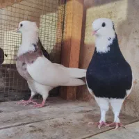 کبوترطوقی.طوقی سرور.طوقی سیاه