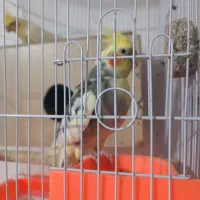 عروس هلندی|پرنده|شریف‌آباد, |دیوار