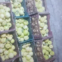 میوه به اصفهان|خوردنی و آشامیدنی|شیراز, لشکری‎|دیوار