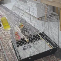 عروس هلندی سخنگو