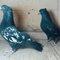 فروش جفت جوجه سینه سیاه|پرنده|شیراز, دارالرحمه|دیوار
