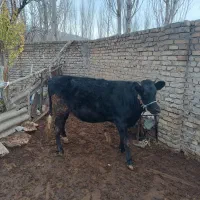 نوبر  هلشتان