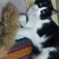 گربه ،گمشده در شهرک نساجی قائمشهر