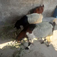 سه تا بز خوب در خونه ای|حیوانات مزرعه|خورموج, |دیوار