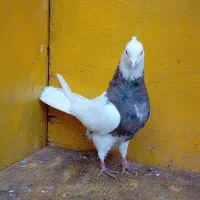 کبوتر طوقی و پرشی غریب|پرنده|کوهدشت, |دیوار