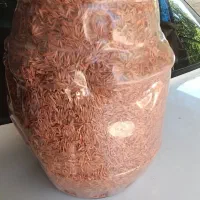 بزر چمن
