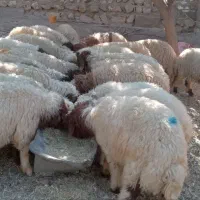 ۲۴ عدد بره صادراتی بفروش میرسید|حیوانات مزرعه|پلدختر, |دیوار