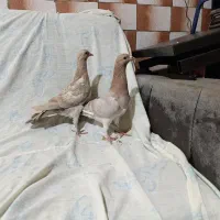 کبوتر زردهفرنگ|پرنده|ضیاء آباد, |دیوار