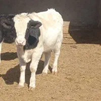 گوساله نر وماده|حیوانات مزرعه|بیرجند, |دیوار