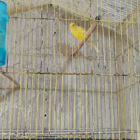 قناری طلایی مست شلاقی|پرنده|خورموج, |دیوار