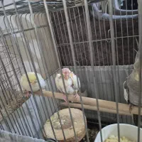 عروس هلندی لوتینو و گری|پرنده|تهران, ابوذر|دیوار