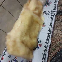 خز صندلی|رختخواب، بالش، پتو|ایرانشهر, |دیوار