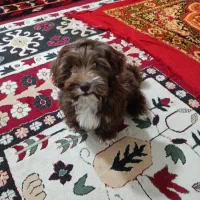 سگ نژادشیتزو